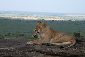 Fototapeta na wymiar Lion washing panoramic view