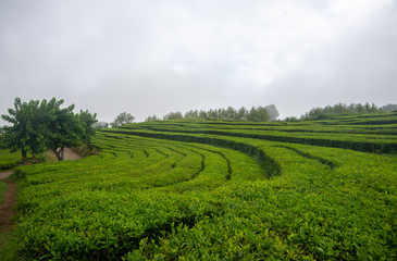 Fototapeta na wymiar A Misty Day on the Tea Fields