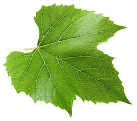 Grape leaf, isolated on white background, clipping path, full depth of field