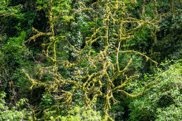 Trees overgrown with moss in a dense forest are lit by the sun.