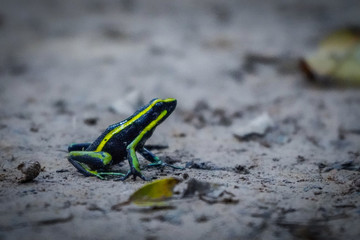 Grenouille en Amazonie