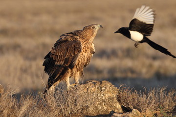 Two years old female of onelli´s Eagle, Aquila fasciata
