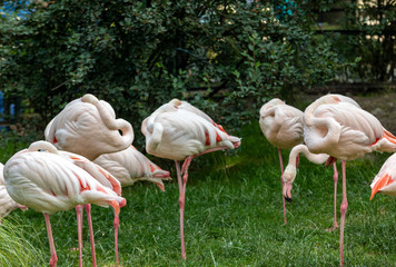 A herd of pink flamingos  resting in the grass