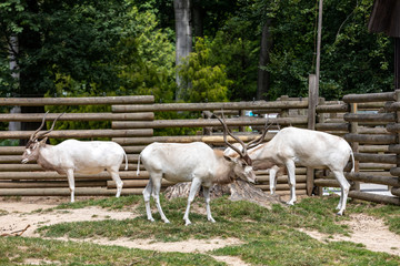 Obraz na płótnie Canvas A herd of beautiful white antelopes addax