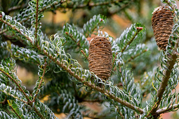 Beautiful close-up of ripe brown cones on the branches of fir Abies koreana Silberlocke with green and silvery spruce needles on autumn background. Selective focus. Nature concept for design