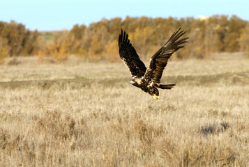Five years old female of Spanish Imperial Eagle flying, Aquila adalberti