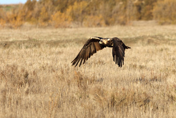 4-5 years old Spanish Imperial Eagle, Aquila adalberti