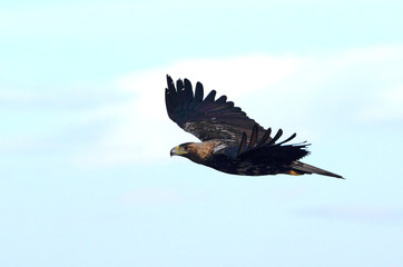 Five years old female of Spanish Imperial Eagle flying, Aquila adalberti