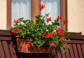 Fototapeta na wymiar Red geranium ( pelargonium) flowers blooming in a garden