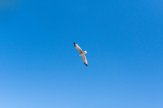 White seagull flies spread its wings against a bright blue sky on a sunny day