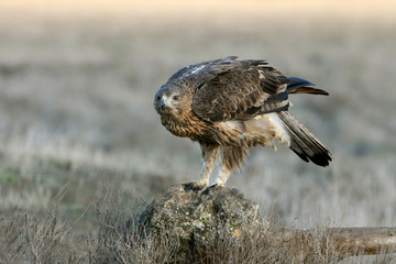 Two years old female of Bonelli´s Eagle with the first sunrise lights, Aquila fasciata
