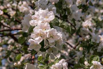 Flowering branch of apple tree. Blooming garden in early spring