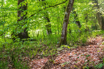 Obraz premium The trunks of trees in the forest are overgrown with moss.