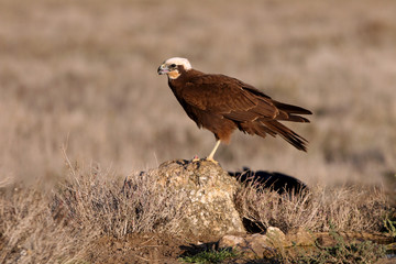 Adult female of Western marsh harrier, Circus aeroginosus