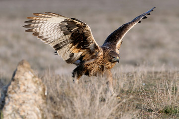 Two years old female of onelli´s Eagle, Aquila fasciata