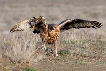 Two years old female of Bonelli´s Eagle, Aquila fasciata
