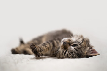 fluffy little kitten lies on a light background with a place for inscription