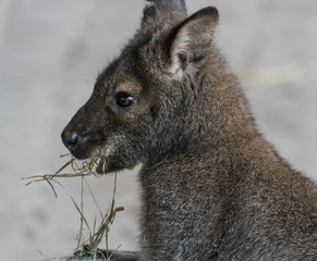 Naklejka na ściany i meble Cute Bennet Kangaroo