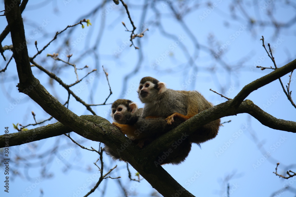 Wall mural two squirrel monkeys in tree