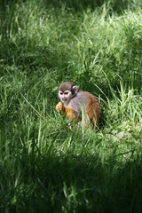 Naklejka na ściany i meble Squirrel monkey in grass