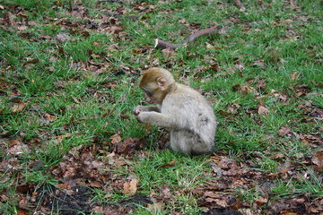 Monkey scavenging
