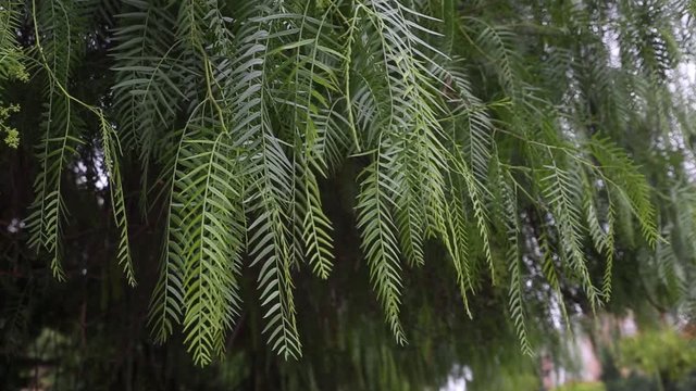 Branches of green tree in fishbone shape is swaying on the wind. Summer nature background