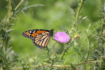 Fototapeta premium Monarch butterfly on a flower of milk thistle 