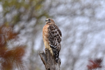 Perched Red Shouldered Hawk