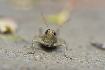 Grasshopper On Riverbank