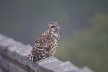 A Barred Owl perched on a wooden railing on a misty morning.