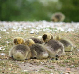 Ducklings sitting together close-up