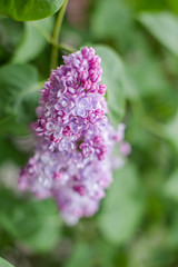 Branch of lilac flowers with the leaves, close up, vertical.