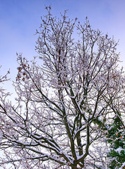Bare tree covered with snow, winter scene.