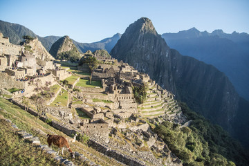 llama in Machu Picchu morning, Peru