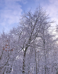 Bare trees forest covered with snow and cloudy sky, winter scene.