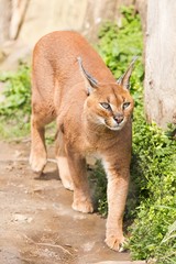 Caracal