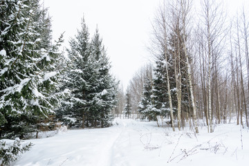 Christmas background with snowy fir trees. Snow covered trees in the winter forest. Winter landscape.