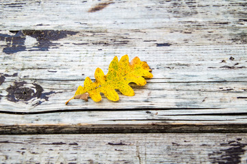 yellow leaf on wooden background