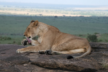 Lioness licking paw with scenic backdrop