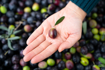 girl hand with olive, picking from plants during harvesting, green, black, beating to obtain extra virgin oil.