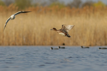 canada geese in flight