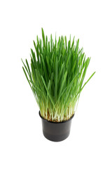 fresh wheatgrass isolated on a white background. wheat grass for detox medicine and healthcare. green wheat sprouts close up.