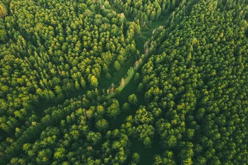 Fotobehang Aerial View Of Green Forest Landscape. Top View From High Attitude In Summer Evening. Small Marsh Bog In Coniferous Forest. Drone View. Bird's Eye View © Grigory Bruev