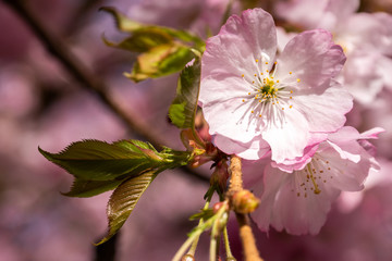 Cherry Flower, Sakura