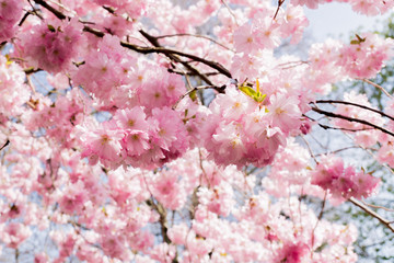 cherry blossom on background of blue sky and clouds