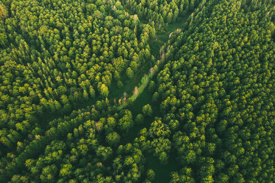 Aerial View Of Green Forest Landscape. Top View From High Attitude In Summer Evening. Small Marsh Bog In Coniferous Forest. Drone View. Bird's Eye View © Grigory Bruev