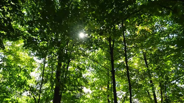 Wide view under trees looking up at a bright green forest with the sun peaking through