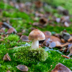 Mushroom, on forrest floor