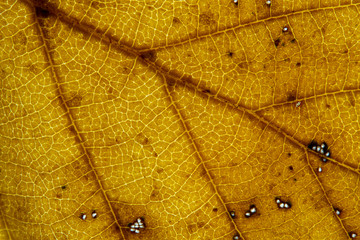 Close-up of a fallen autumn birch leaf backlit to reveal the veins and colours.