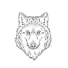 Vector symmetrical portrait illustration of wolf forest animal Hand drawn ink realistic animal sketching isolated on white. Perfect for logo branding colourig book design.